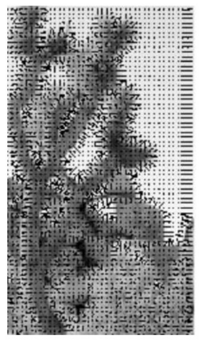 ../_images/gradient-orientation.PNG